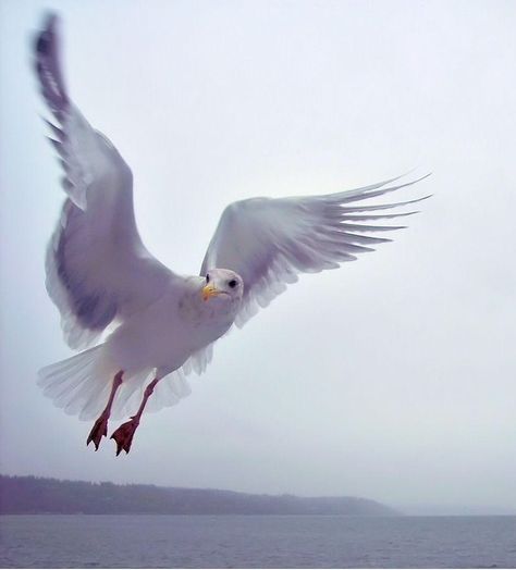 Seagull Illustration, Whidbey Island, House By The Sea, Wild Things, Sea Birds, Illustrations And Posters, In Flight, World Art, Washington State