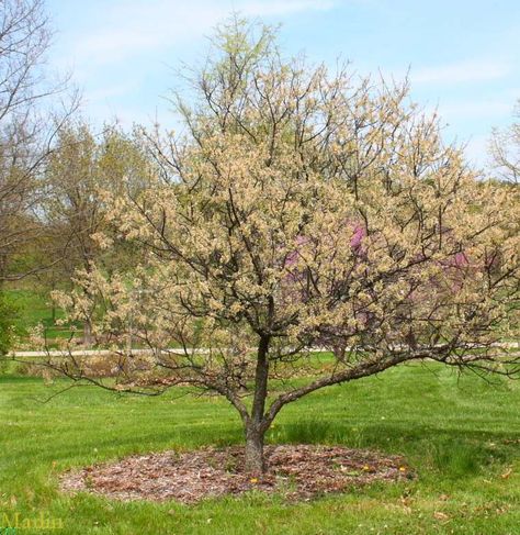 wild plum tree Prunus Americana, Wild Plum Tree, Wild Plum, Plum Tree, Pacific Nw, Wild Edibles, Fruit Trees, Spiders, North American