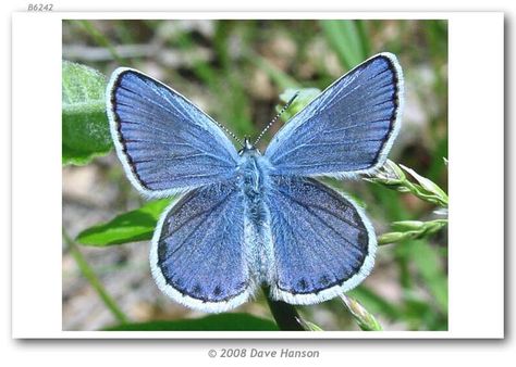 Karner Blue Butterfly, Patio Retreat, Memorial Beads, North And South, Nature Journal, Skin Art, Butterfly Garden, Outdoor Oasis, South American