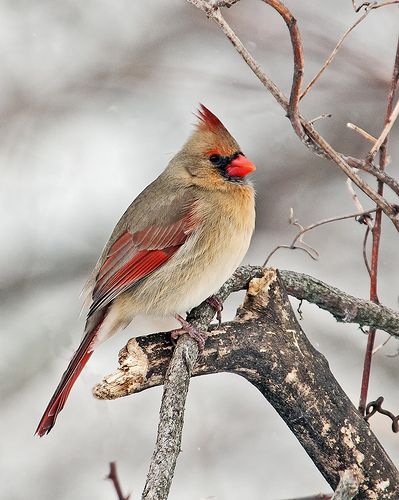 The eggs laid by the female hatch in about 12 days. The cardinal being a year round resident, reflects the rhythm of the number 12.  Twelve can indicate a turn of events or a life changing situation. When the cardinal flies into your life expect a change to occur within 12 days, weeks, months or at the hour of 12.  Because this bird is a year round resident its medicine is available at all times and should be used by those with  this totem whenever a need arises. Cardinal Images, Cardinal Quotes, Cardinal In Winter, Cardinal Pictures, Cardinals Birds, Cardinal Tattoos, Female Cardinal, Cardinal Christmas, Christmas Farm