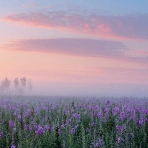 Pretty Landscapes, Spring Aesthetic, Pink Clouds, Pink Sky, Nature Aesthetic, Pretty Places, Aesthetic Photo, Mother Earth, Beautiful Views