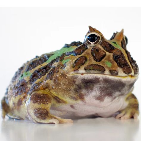 What do Pacman frogs eat? (South American horned frogs) | Petrapedia Pac Man Frog, Frog Food, Horned Frog, Pacman Frog, Pet Frogs, Frog Princess, Frog Tattoos, Horned Frogs, Reptiles Pet