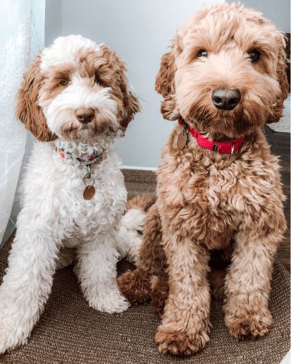 Aussiedoodle Haircut, Labradoodle Grooming, Goldendoodle Haircuts, Goldendoodle Grooming, Puppy Haircut, Dog Grooming Styles, Labradoodle Dogs, Puppy Grooming, Puppy Cut