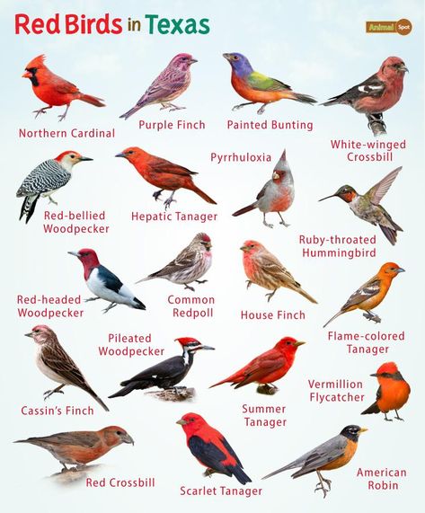 Red Birds in Texas – List, and Pictures Birds Of Texas, Color Combinations With Red, Galapagos Islands Animals, Omnivorous Animals, Texas Birds, Animals With Antlers, Poisonous Animals, Oviparous Animals, Melanistic Animals