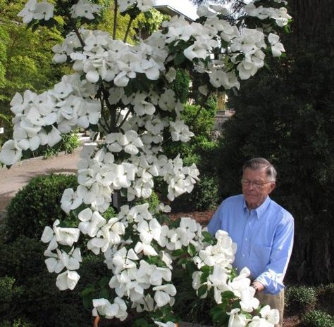 **FMI-I want:  Venus dogwood Venus Dogwood, Pacific Dogwood, Garden Fairy Costume, Cornus Kousa, Dream Garden Backyards, Front Lawn Landscaping, Shade Garden Plants, Fall Garden Vegetables, Dogwood Trees