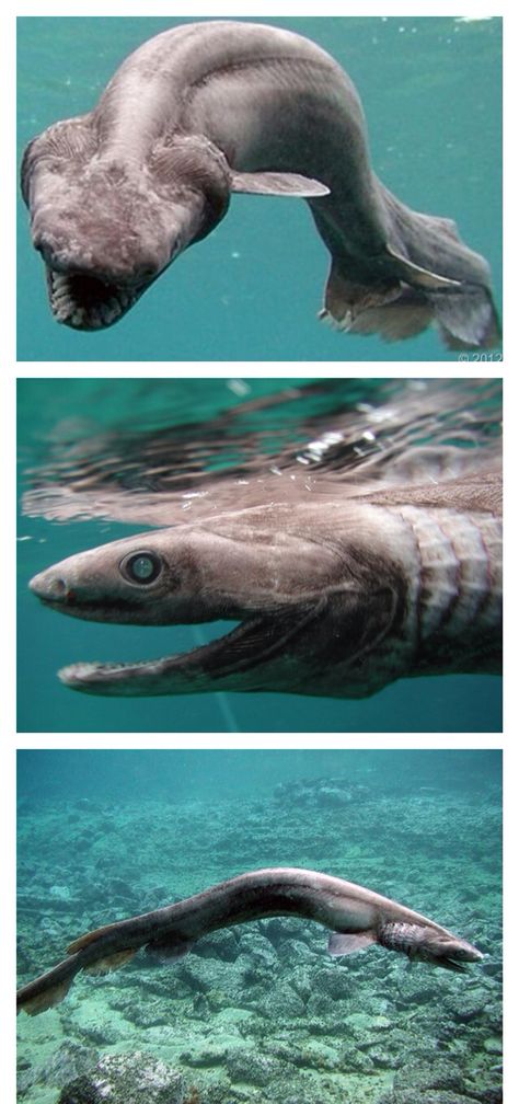 Frilled Shark — In 2007, a fisherman near Tokyo, Japan, told Awashiwa Marine Park officials that he'd just seen a very unusual eel-like creature with needle-sharp teeth. Staff at the park followed the fisherman, who directed them to the 5-foot-long oddity. They caught the creature, which was later identified as a frilled shark. Scientists who buy evolution had assumed this species had been extinct for millions of years. It has been termed by many to be a "Living fossil".  I believe God created t Different Kinds Of Sharks, Frilled Shark Art, Frilled Shark, Shark Surrounded By Fish, Weird Sea Creatures, Types Of Sharks, Creature Marine, Living Fossil, Species Of Sharks