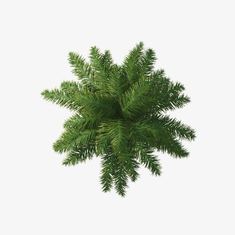 Trees In Plan, Tree Top View Png, Tree Plan Photoshop, Tree Plan Png, Tree Top View, Tree Psd, Top View Furniture, Trees Top View, Tree Photoshop