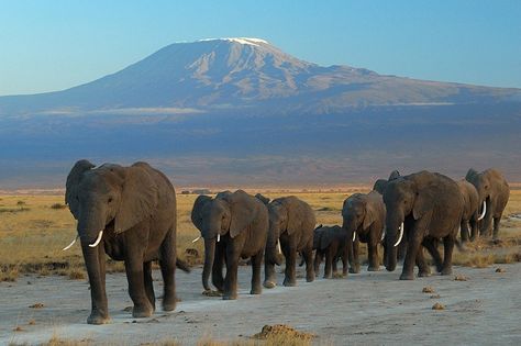 Obama Bans U.S. Ivory Trade, Reveals “Milestone” Wildlife Plan Amboseli National Park, Chobe National Park, Herd Of Elephants, Kenya Travel, Kenya Safari, Tanzania Safari, Mount Kilimanjaro, Luxury Safari, Safari Tour