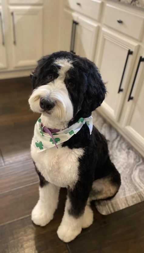 Doodle Dog Grooming, Aussie Doodle Haircuts, Mini Bernedoodle Grooming Styles, Shaved Bernedoodle, Doodle Dog Haircuts, Portuguese Water Dog Haircut, Mini Aussiedoodle Haircut, Black And White Bernedoodle, Bernedoodle Summer Cut