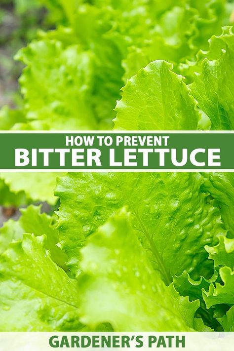 A close up vertical image of green lettuce growing in the garden. To the center and bottom of the frame is green and white printed text. Greenhouse Lettuce, Bitter Lettuce, Lettuce Growing, Planting Lettuce, Grow Lettuce, Growing Cilantro, Fantasy Space, Vegetable Benefits, Hydroponic Farming