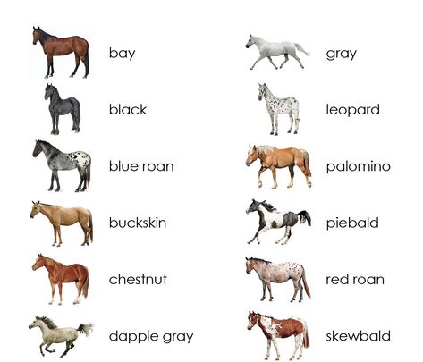 Horse Colors Chart, Horse Color Chart, Horseback Riding Lessons, Horse Colors, Riding Lessons, Horse Coloring, Horseback Riding, Color Chart, Horses