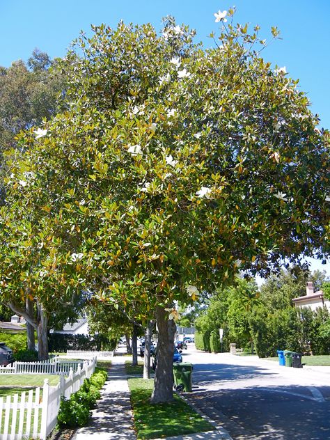 Magnolia grandiflora, southern magnolia is 60-80 feet zones 6(7) and can be damaged by winter and wind in northern areas. this densely branched evergreen tree has cinnamon brown 'felt' underneath the leaves and fragrant flowers with 6 tepals. Magnolia Tree Landscaping, Southern Magnolia Tree, Desert Willow, About Trees, Magnolia Grandiflora, Southern Magnolia, Magnolia Tree, Street Trees, Magnolia Trees