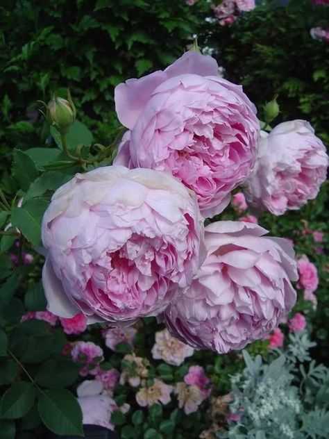 The Ingenious Mr. Fairchild Garden Design Flowers, Southern Gardens, Cottage Garden Roses, Rose Garden Design, Roses Beautiful, Austin Rose, Rose Care, Rose Varieties, David Austin Roses