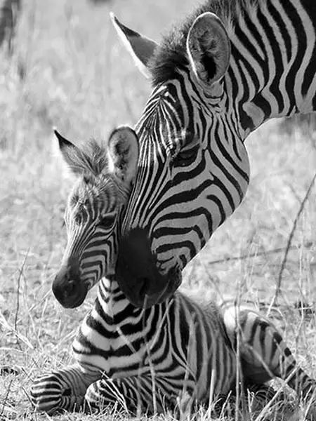 Animals and their Offsprings Regnul Animal, Baby Zebra, Zebra Stripes, African Animals, On The Ground, Sweet Animals, Animal Planet, Pitbull Terrier, Animal Photo