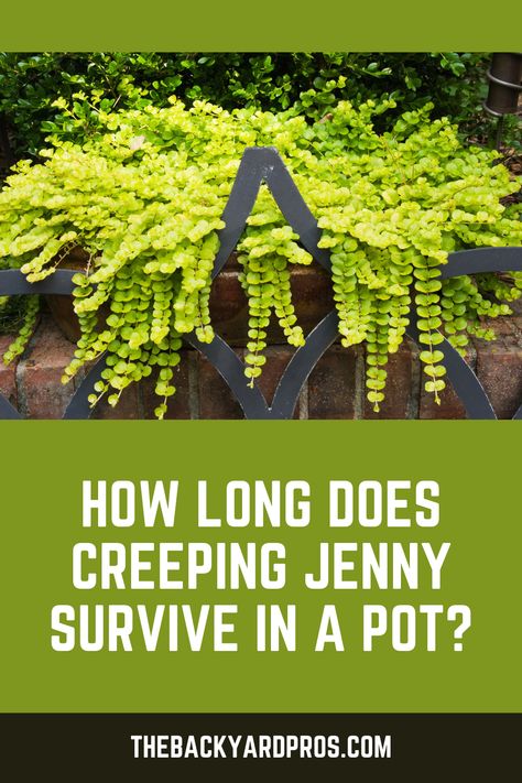 How long will your potted Creeping Jenny keep its lush look? This hardy plant can flourish from spring to fall with the proper nurturing. Learn the essential care tips to prolong its beauty and make the most of its season. Creeping Jenny Plant, Seasonal Gardening, Fast Growing Evergreens, Small Yellow Flowers, Creeping Jenny, Invasive Plants, Trailing Plants, Garden Containers, Hardy Plants