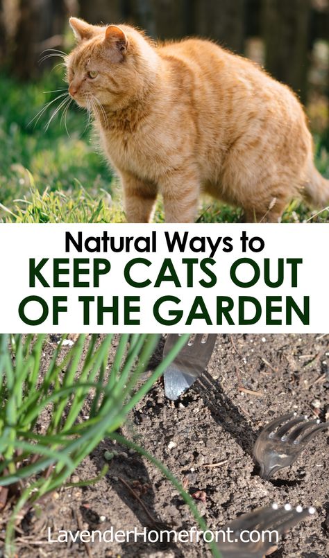 Protected Garden From Animals, Plants That Deter Cats, Stop Cats From Pooping In Yard, Plants To Deter Cats, How To Stop Cats From Pooping In Garden, Keep Animals Out Of Garden Vegetables, Keeping Cats Out Of Garden, How To Deter Cats From Yard, How To Keep Cats Out Of Flower Beds