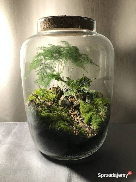 Paint Kitchen Appliances, Aesthetic Witch Costume, Big Terrarium, Succulent Plants Indoor, Forest Terrarium, Closed Terrarium Plants, Plants Terrarium, Terrarium Succulent, Succulent Ideas