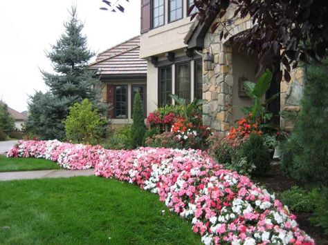 How gorgeous are these impatiens all around the border?? Annual Flower Beds, Impatiens Flowers, Small Front Yards, Curb Appeal Landscape, Flower Bed Edging, Front Yards Curb Appeal, Annual Garden, Flower Bed Designs, Small Front Yard Landscaping