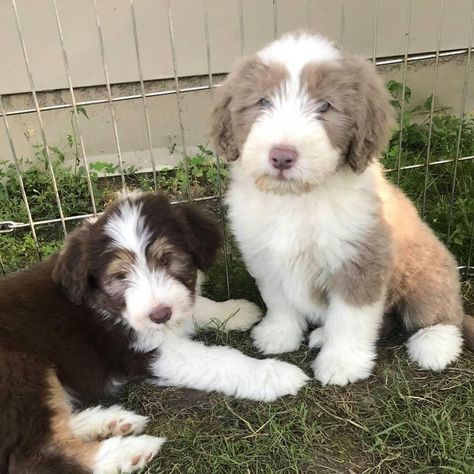 Bearded Collie Puppies, Disabled Dog, Dog Stocking, Collie Puppies, Bearded Collie, Abc Order, Getting A Puppy, Puppy Photos, Good Dog