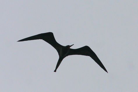 Frigate Bird Frigate Bird Art, Frigate Bird Drawing, Iwa Bird Tattoo, Frigate Bird Tattoo, Galapagos Tattoo, Frigate Bird, Bird Tattoo Men, Atlas Tattoo, Ring Tattoo