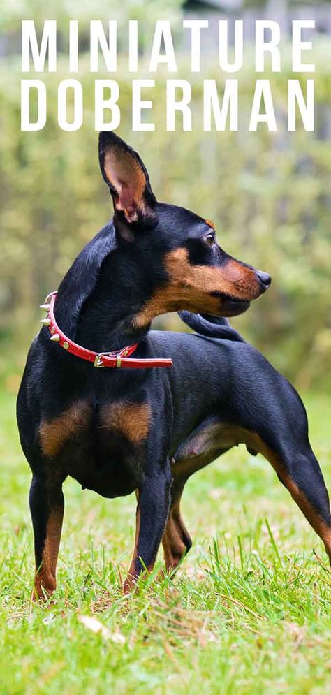 Miniature Doberman #MiniatureDoberman #Doberman Miniature Doberman Pinscher, Miniature Doberman, Miniature Husky, Lazy Dog Breeds, Designer Dogs Breeds, Smartest Dog Breeds, Beautiful Dog Breeds, Doberman Puppy, Miniature Dogs