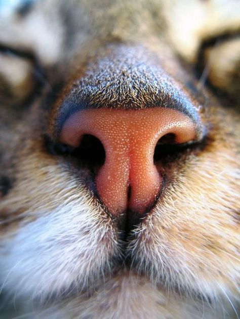 . Animal Noses, Cat Nose, Cat Anatomy, Cat Plants, Cat Spray, Eyes Closed, Cat Photography, Cat Facts, The Nose