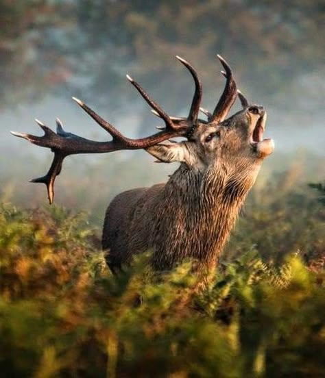 Hirsch Silhouette, Red Deer Stag, London October, Deer Photos, Deer Stags, Red Deer, Bellows, Sea Birds, Art Plastique