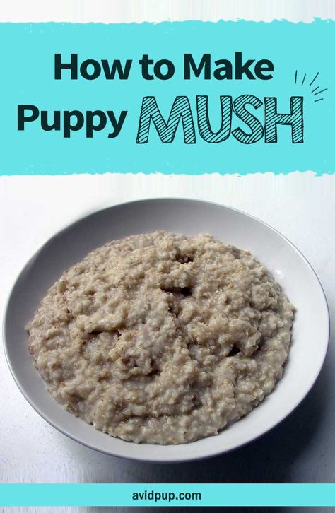 How to Make Puppy Mush .. (easy recipe) Puppy Mush Recipe, Puppy Mush, Newborn Puppy Care, Weaning Puppies, Dog Breeding Kennels, Dog Whelping Box, Feeding Puppy, Dog Breeding Business, Whelping Puppies