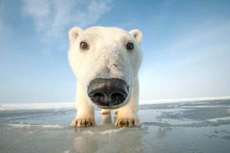 Big Puppies, Nature Picture, Sea Ice, Best Nature, A Seal, Love Bear, Sanya, Silly Animals, Polar Bears