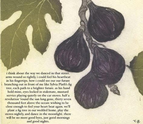 Fig Sylvia Plath, Fig Tree Analogy Sylvia Plath, The Fig Tree Sylvia Plath, Fig Tattoo Sylvia Plath, Fig Tree Sylvia Plath, Silvia Plath Fig Tree, Sylvia Plath Fig Tree, Fig Tree Branch, Ficus Carica