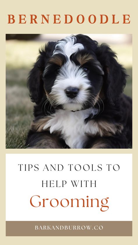 Discover the tools and products required to take care of your Bernedoodle. Grooming should be a pleasant and engaging experience for you and your pet. This guide will assist you in achieving that goal. Learn about their coat types, grooming techniques, and tips to help you prepare for what to expect. #bernedoodle #doggrooming #affiliate Bernedoodle Grooming, Bernedoodle Grooming Styles, Straight Hair Labradoodle Grooming, How To Groom A Bernedoodle, How To Groom Your Doodle At Home, How To Trim Goldendoodle Face, Bernedoodle Vs Sheepadoodle, Face Trimmer, Mini Bernedoodle