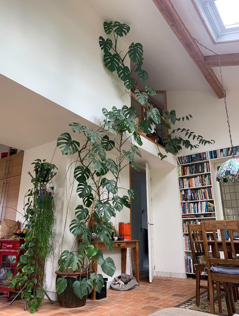 Plant Aesthetic House, Plant House Decor, Monstera Interior, Plant Interior Design, Houseplants Aesthetic, Room With Plants, House Plants Indoor, Pretty Plants, Plant Mom