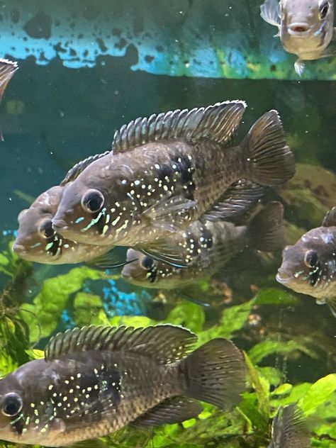 Central American Cichlids, Oscar Cichlid, American Cichlid, South American Cichlids, Electric Yellow Cichlid, Cichlid Fish, Electric Blue Acara Cichlid, Fire Mouth Cichlid, Live Aquarium