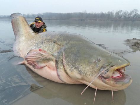 Wels Catfish, Blue Catfish, Cool Monsters, Average Weight, All About Cats, Catfish, Ponds, Fish, Magazine