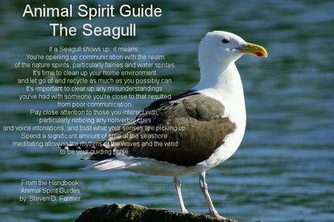 The Seagull Animal Totem Spirit Guides, Spiritual Animals, Spirit Animal Meaning, Totem Animals, Animal Meanings, Spirit Animal Totem, Animal Spirit Guide, The Seagull, Spiritual Animal