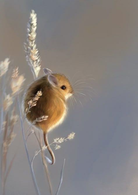 Sunny Field, Field Mouse, Little Mouse, Mouse Print, Cute Mouse, Jolie Photo, Cute Creatures, Sweet Animals, Animal Photo