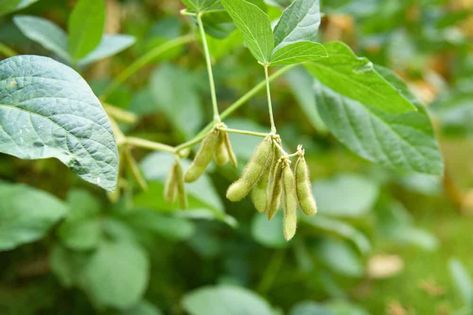 Soybean Plant Growing, Uses and Needs Recipes Beans, Bean Soups, Soybeans Plant, Growing Beans, Soups Recipes, Bean Soup Recipe, Bean Recipe, Allotment Gardening, Bean Salad Recipes