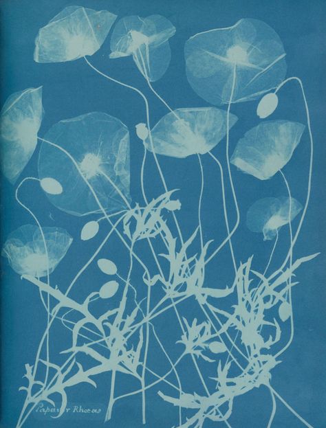 Anna Atkins & Photography's Blue Beginnings | by Megan N. Liberty | NYR Daily | The New York Review of Books Anna Atkins, Cyanotype Process, David Carson, Paula Scher, Milton Glaser, Tech Art, History Of Photography, Artist Models, New York Public Library