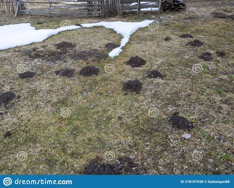 Mole Holes, Rodents, On The Ground, Mole, Stepping Stones, Blinds, Photo Image, Stock Photos, Outdoor Decor