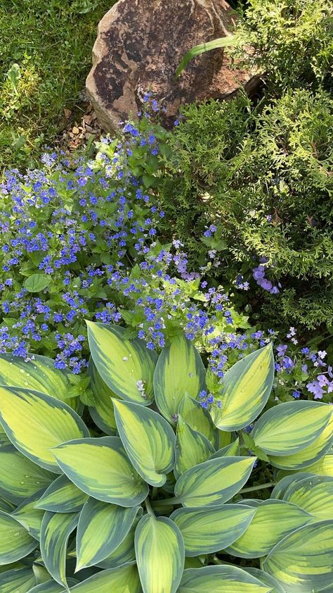 Hosta 'June' and Veronica Chaemaedrys. Вероника дубравная Hosta June, Garden Borders, Front Yard, Borders, Yard, Plants