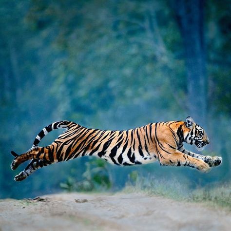 🍃 on Twitter: "#amazing #wildlife of #india 🇮🇳 (pic: mithun h)… " Tiger Reference, Dog Rap, Tiger Images, Flying Tiger, Tiger Pictures, Tiger Tiger, Bengal Tiger, Tiger Art, Animal Reference