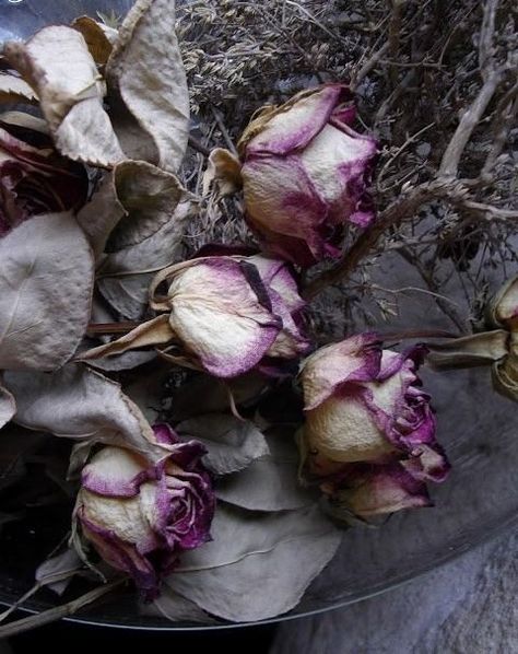 My inner landscape - swansong-willows:   (via Pinterest: Discover and...                                                                                                                                                     More Wilted Flowers, Dead Flowers, Drying Roses, Arte Floral, Natural Forms, Pretty Flowers, Purple Flowers, Color Inspiration, Flower Power