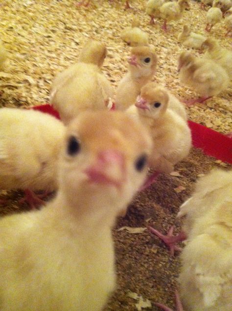 Turkey chick saying Hi I Love Turkey Country, Chicken Animal Aesthetic, Turkey Chicks, Turkey Animal Photography, Turkey Meme, Baby Turkey, Saying Hi, Country Bumpkin, Baby Chickens