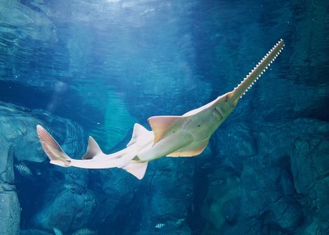 Wonder of nature, the Sawfish. Sadly close to extinction. Saw Shark, Deep Sea Sharks, Bizarre Animals, Ocean Projects, Creative Practice, Types Of Sharks, Cool Sharks, Core Core, Water Creatures