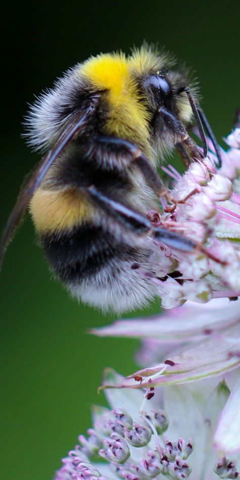 Bee Pictures Art, Bee Photos, Humble Bee, Big Bee, Bee Pictures, Bee Painting, Bee Photo, Bees And Wasps, Bumble Bees