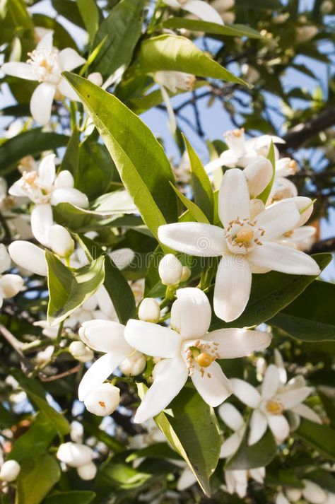 Thread Veins, Orange Blossom Honey, Cell Regeneration, Orange Aesthetic, Dry Sensitive Skin, Bitter Orange, Orange Tree, Orange Flower, Floral Notes