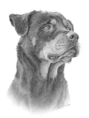 Rottweilers are very loyal and loving dogs.They are defensive of their owners.It's in their blood!Yes,they will bark at you if you walk past their house. Dont judge them till you get to know them!! Nolon Stacey, Pup Drawing, Rottweiler Drawing, Rottweiler Facts, Rottweiler Tattoo, Rottweiler Art, Dog Sketches, Rottweiler Breed, Puppy Obedience Training