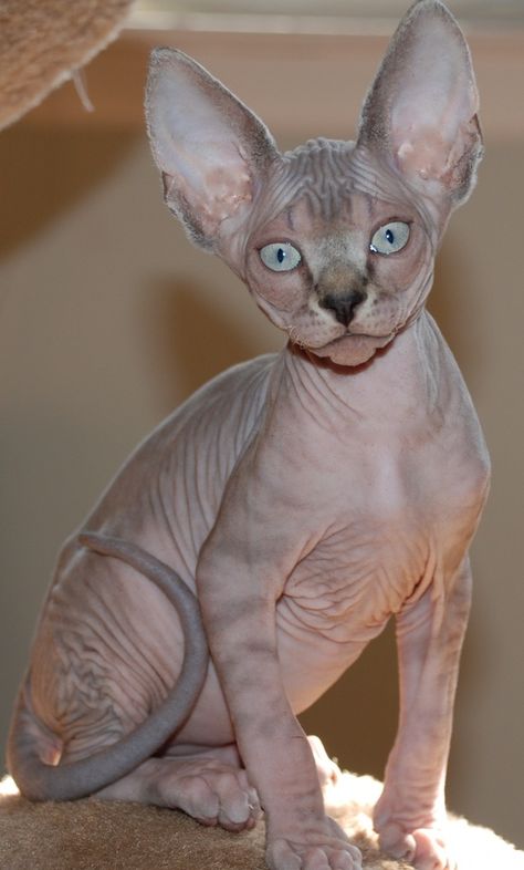 Cat With No Hair, Hayley Sheldon, Tabby Cat Pictures, Serious Cat, Hairless Cats, Devon Rex Cats, Sphynx Cats, Sphinx Cat, Tabby Cats