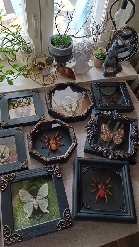 Available! Oddities home decor - real framed spiders and butterflies Crowcore Decor, Oddities Decor Diy, Framed Oddities, Dark Academia Diy, Framed Butterfly Wall Art, Entomology Decor, Bug Decor, Spook Houses, Bird Eating