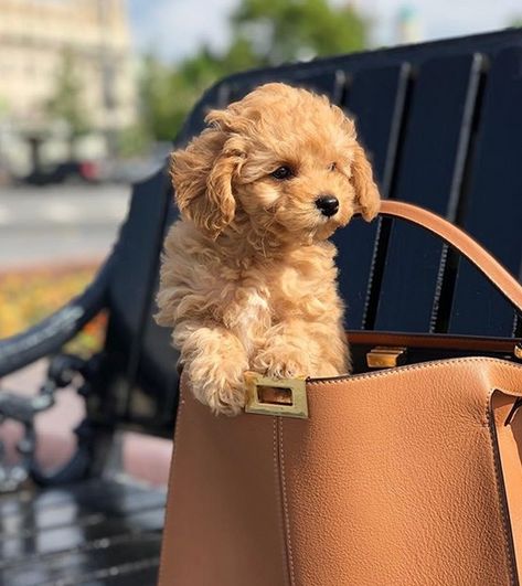 Toy Poodle Apricot, Brown Toy Poodle, Cute Fluffy Puppies, Toy Poodle Puppy, Small Poodle, Toy Poodles, Toy Poodle Puppies, Mini Poodles, Fluffy Puppies